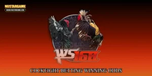 cockfight betting winning odds