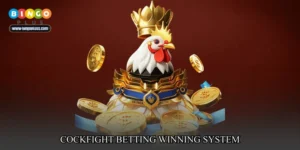 cockfight betting winning system